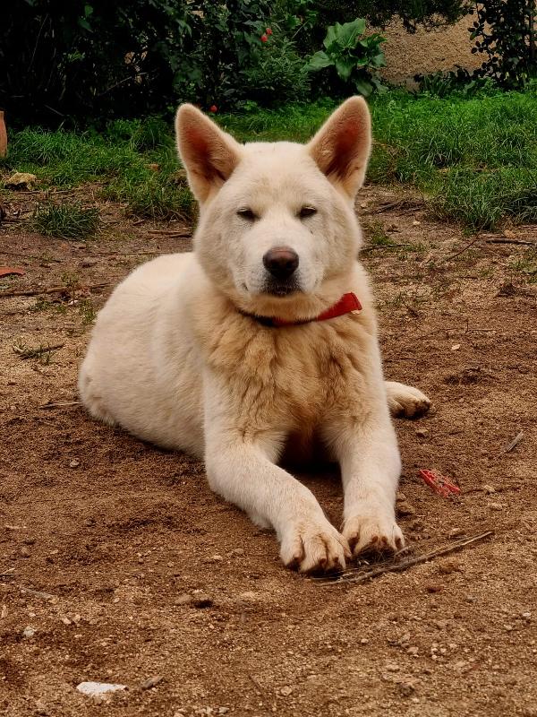 ✨ ❤️Hiro splendido cagnolone cerca famiglia 🏠✨  Foto 6